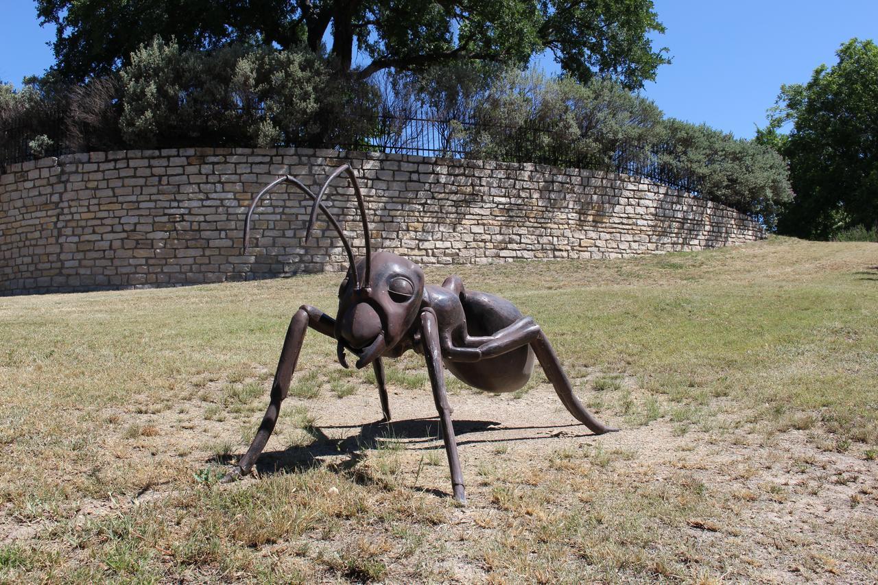 Live Oak *
