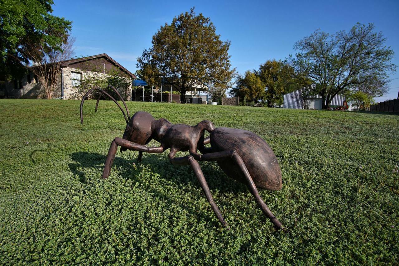 Live Oak Glen Rose